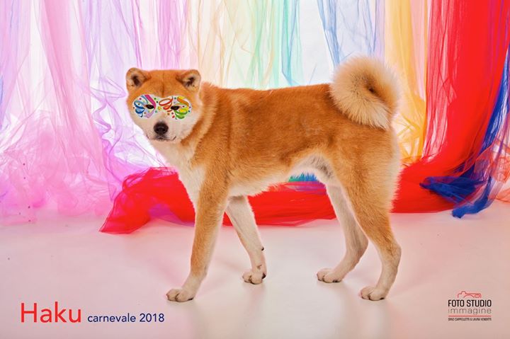 Anche HAKU è venuto a farsi fotografare presso il Foto Studio Immagine per Carnevale, tutti i vostri amici a quattrozampe sono benvenuti. #carnevale #pet #dog #cat #animalidomestici #quattrozampe #fotografia #salapose #fotostudioimmagine